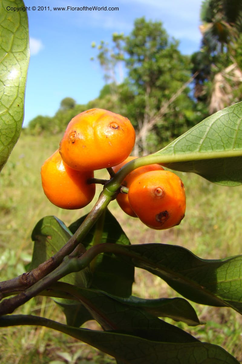 Morinda, Razafindraibe 206--Madagascar. Prov. Fianarantsoa. RN 12. 14 Jan 09. 292 (4).jpg