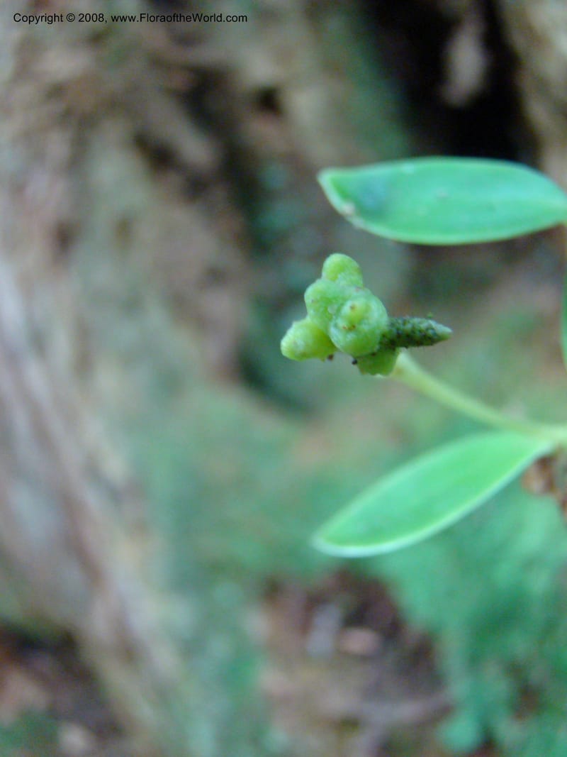Peperomia, JMunzinger4870--New Caledonia. Plateau de Dogny. 19 Nov 07. 493.jpg