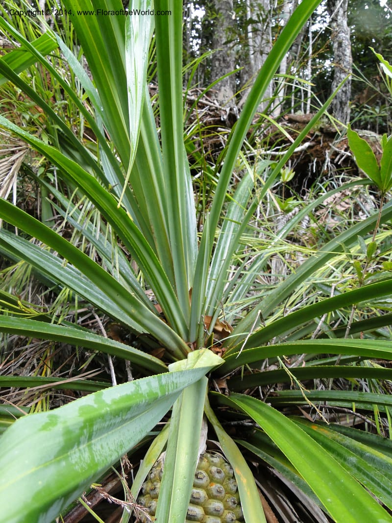 Pandanus pancheri,  M. Callmander 980--New Caledonia. Nodela Reserve. 19 Feb 2011. 001 (6).jpg