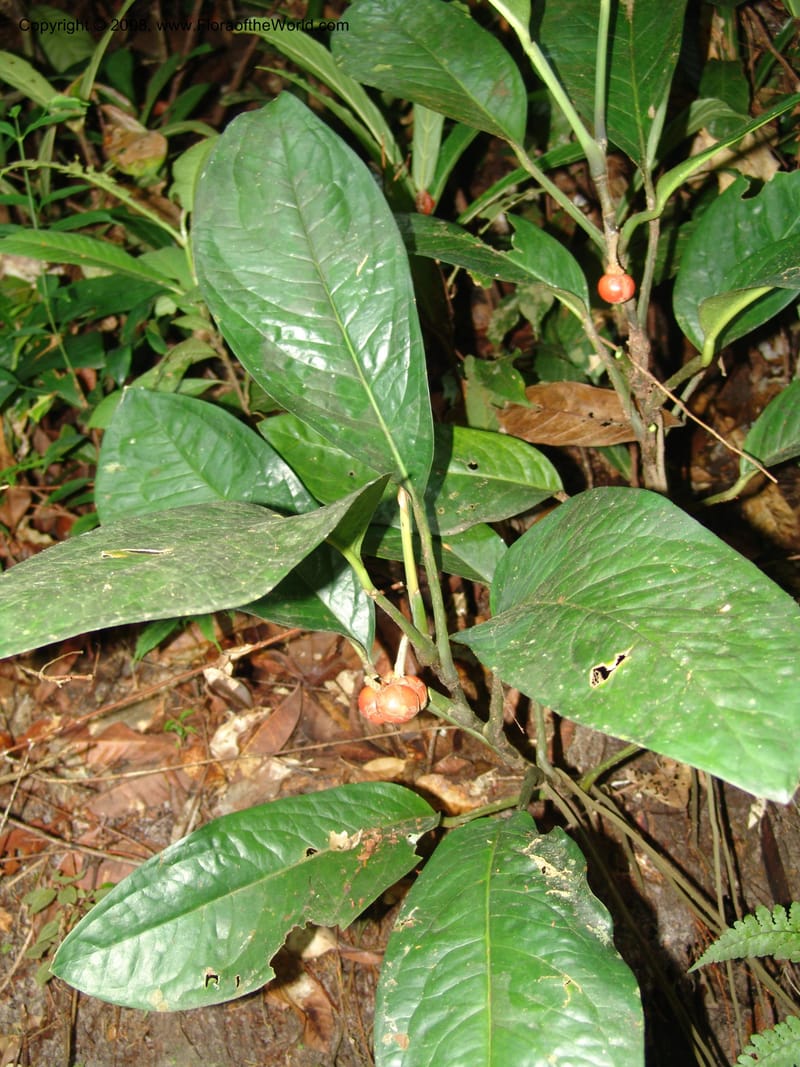 Culcasia, GWalters1614--Gabon. Prv. Estuaire. Mondah For. 15 Apr 06. 216.jpg