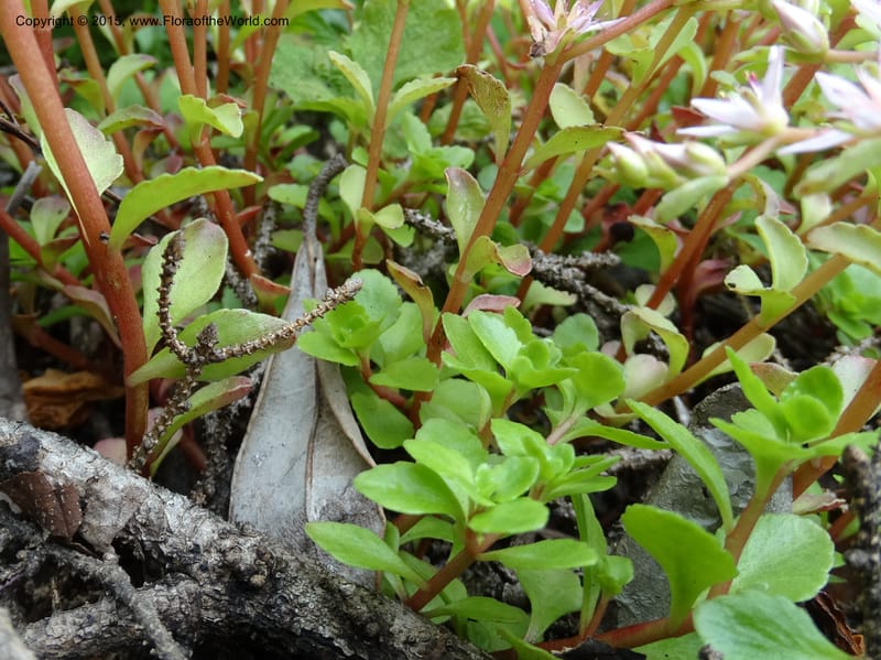 Sedum stoloniferum, Davidson, C 12504--Georgia (Caucasus). Koslitavi, branch of Merisi Gorge. 11 Jun 2014. DSC08456 (429).JPG