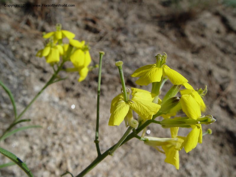 Erysimum--ID. Idaho Co. Salmon R. Polly Bemis Ranch. 9 May 04. 034.jpg