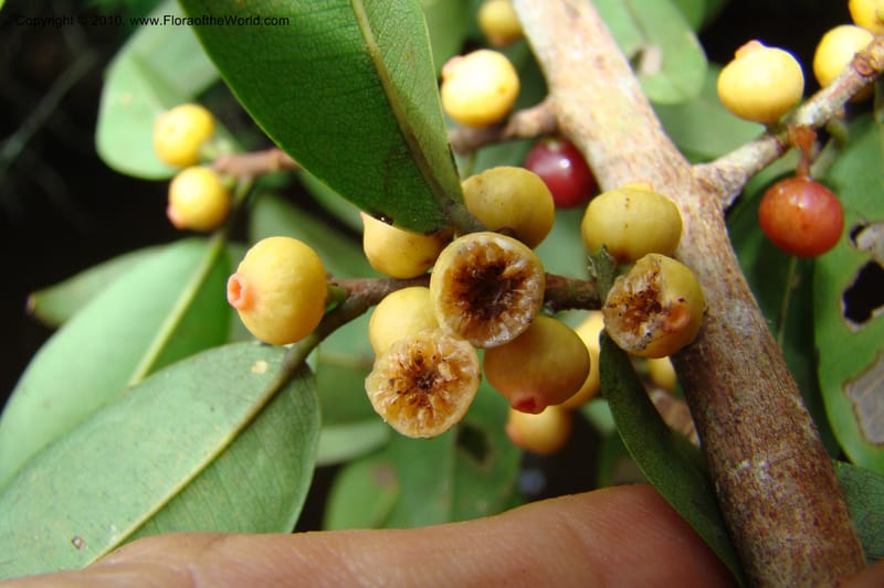 Ficus pertusa, Vasquez 34828--Peru. Loreto. Dist. Nauta. Qbda Nawapa, Rio Tigre. 11 Nov 08. 413 (12).jpg