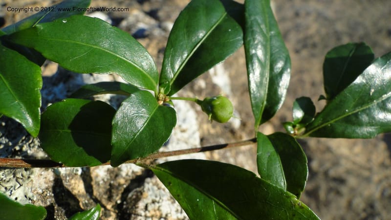 Rinorea angustifolia, N. Manjato 151--Madagascar. Mania River. 1 May 2010 159 (11).jpg