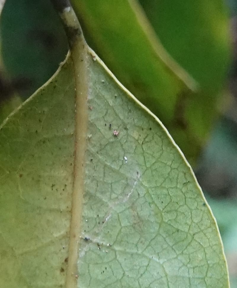 Staudtia gabonensis, C. Davidson 13939--Gabon. Maurel & Prom Oil Rd. 2 Nov. 2018. DSC01376 (274).JPG