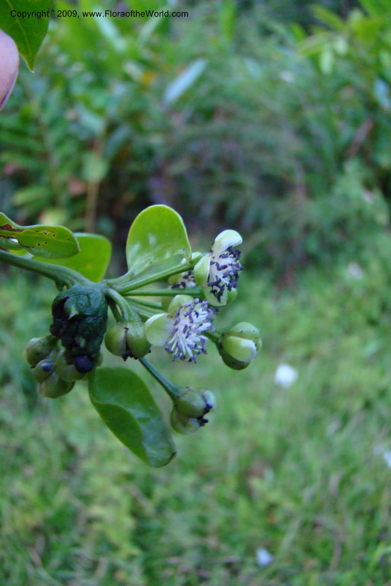 Barbeuia madagascariensis, Z. Rogers 1242--Madag. Prov. Fianar. E of Ifanadiana.15 Jan 09. 050.jpg