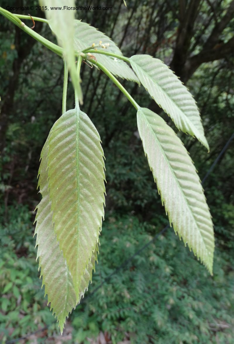 Quercus, Boufford, D 43691--China. Sichuan. LongDongZhen on Rd. to LeiYuan Shan. 13 May 2014. DSC05860 (135).JPG