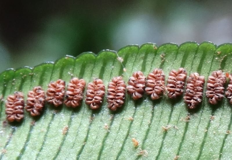 Angiopteris, Munzinger, J 7403--New Caledonia. Haute Robinson. 11 Nov. 2015. DSC00909 (330).JPG