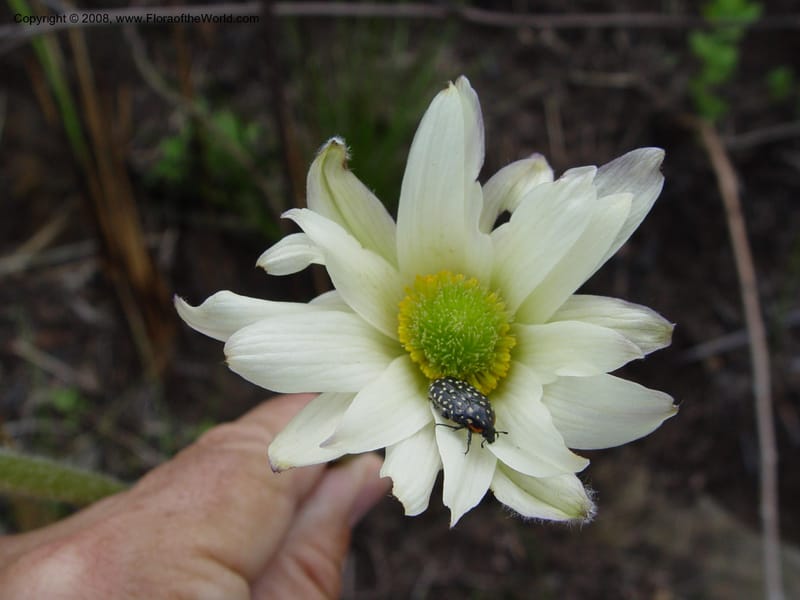 Anemone fanninii--So. Africa. Drakensberg Mts. Giant's Castle. 3 Oct 03. 062.jpg