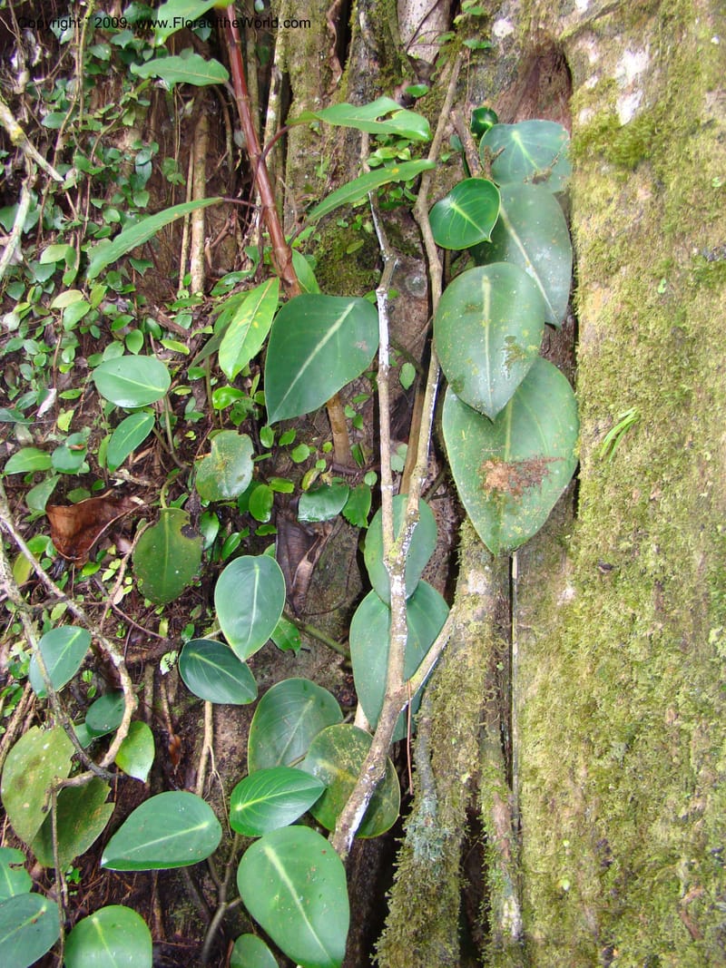 Peperomia hernandifolia, WDStevens27264--Nicaragua. Matagalpa. Cerro Picacho at Selva Negra. 16 Jun 08. 018.jpg