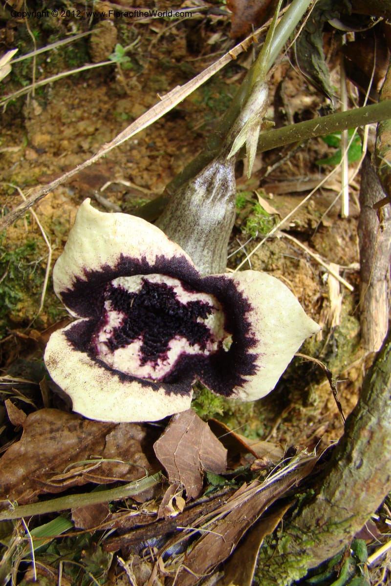 Asarum, Regalado 1670--Viet Nam.Hoang Lien Son. 7 Apr 09. 072 (32).jpg