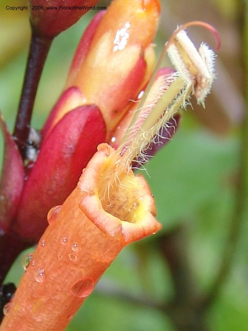 Sanchezia, DNeill15708--Ecuador. Prov. Zamora Ch. Rio Nangaritza ca Las Orquideas. 15 Sep 07. 070.jpg