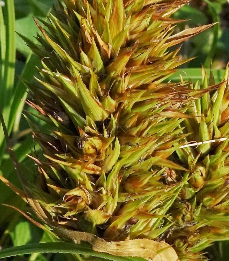 Carex macrocephala var. kobomugi--Japan. Hokkaido. Toyotomi-cho. 4 Aug 2016. DSC01106 (42).JPG