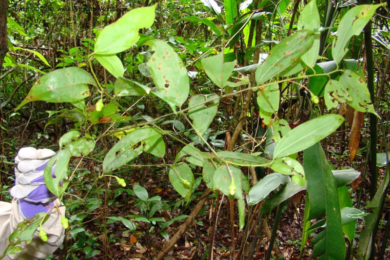 Cinnamomum, R. Vasquez 34894--Peru. Loreto. Dto. Parinari. Tacshacocha. R. Samiria. 14 Nov 08. 248.jpg