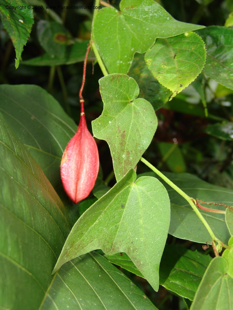 Passiflora cisnana, Croat 95712--Ecuador. Maquipucuna Biol. Res. Send. Princip. 11 Mar 06. 169 (1).jpg