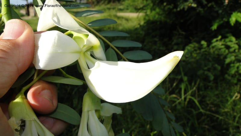 Sesbania grandiflora, Gereau--Tanzania. Univ. of Dar es Salaam. 9  May 2010 367 (34).jpg