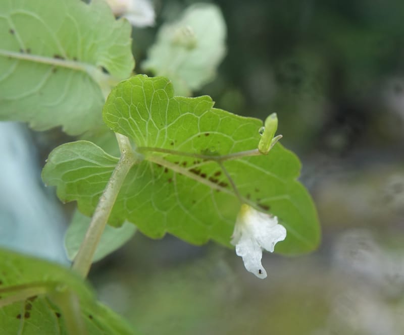 Impatiens apsotis, C. Davidson 13746--China. Yunnan. Tianbao Shan. 10 Aug 2017.  (203).JPG