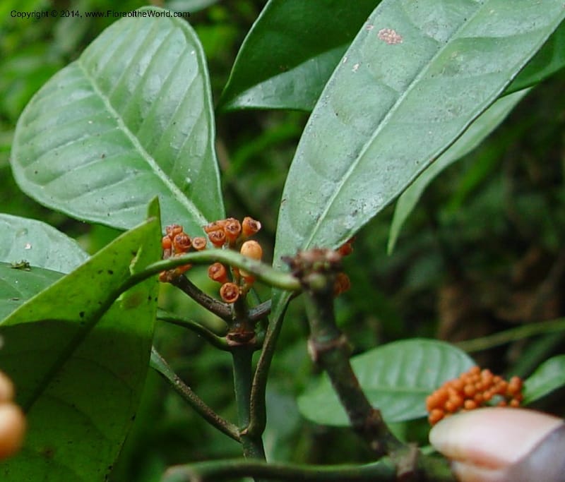 Psychotria--Cameroon. Mt. Cameroon. 5 Dec 03. 049a (3).jpg
