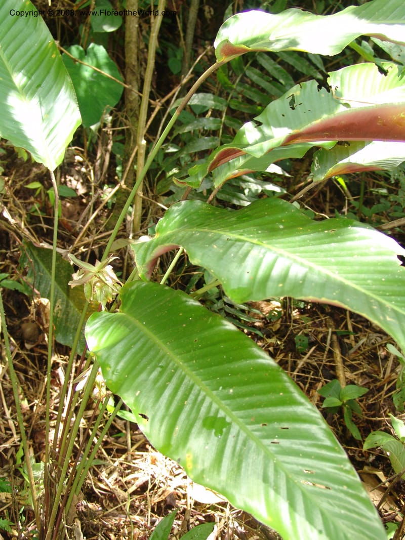 Calathea, RVasquez32966--Peru. Pillcopata. Qbda Pini Pini. 29 Oct 07. 292.jpg