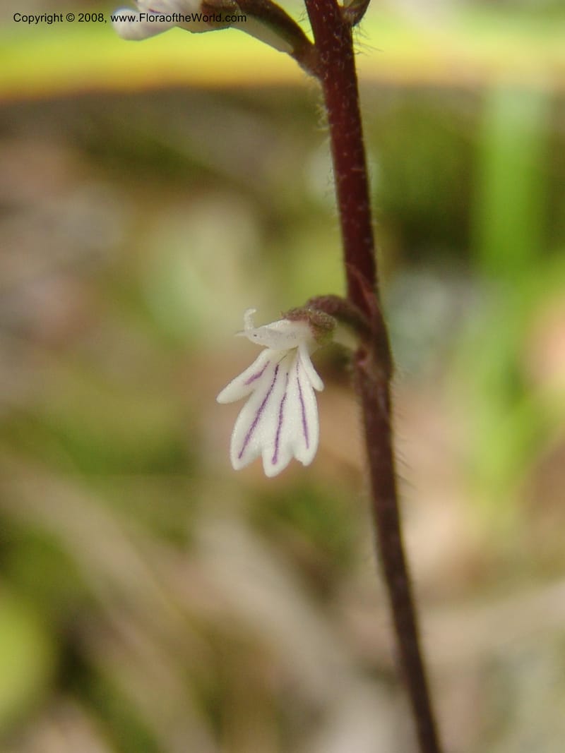 Holothrix holoceras--So.Africa. Mpumal. Buffelskloof Private Nat. Res. 17 Mch 05. 396.jpg