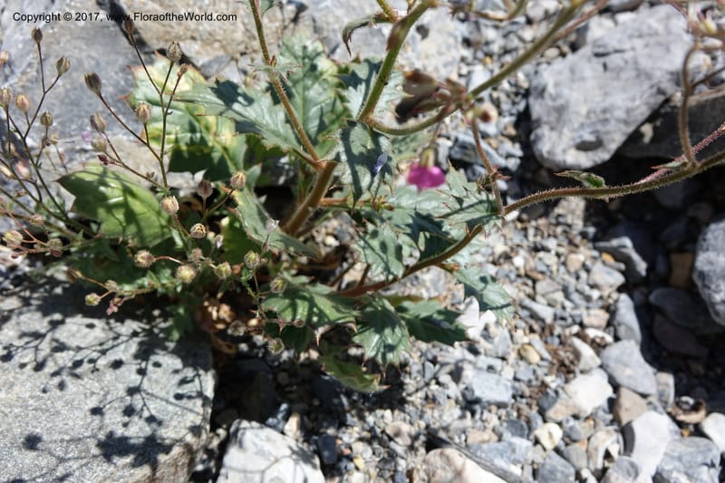 Gilia latifolia, Davidson, C 13078--California. Inyo Co. Last Chance Mts. 16 Apr 2016.  (119).JPG