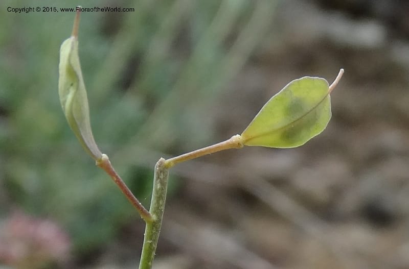 Noccaea fendleri, Davidson, C 12589--ID. Idaho Co. Seven Devils Camp Ground. 15 Jul 2014. DSC00113 (67).JPG