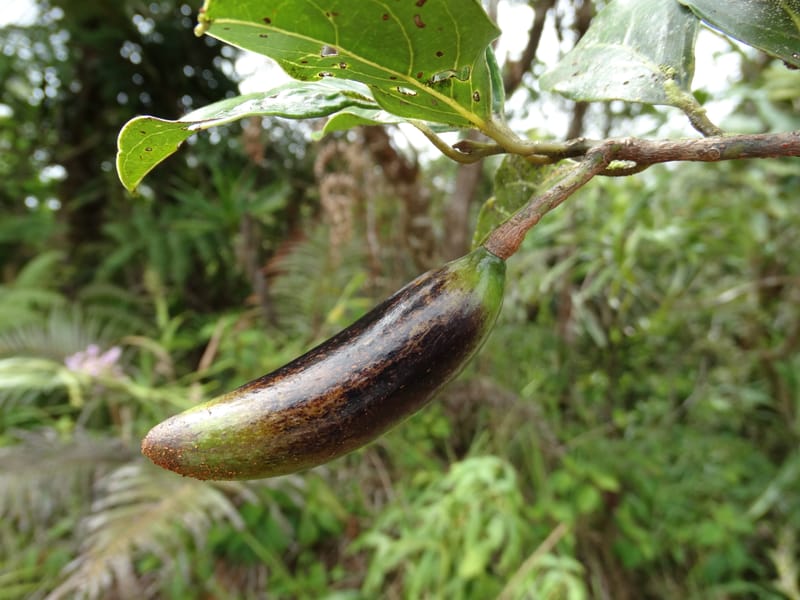 Endiandra monticola, Munzinger, J 7345--Fiji. Delaikoro Mtn. 3 Nov 2015. DSC08393 (342).JPG