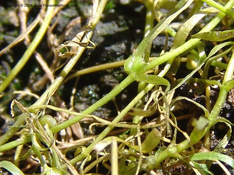 Callitriche heterophylla Pursh, CDavidson11094--ID. Idaho Co. Dredge ponds W of Warren. 8 Jul 07. 039.jpg