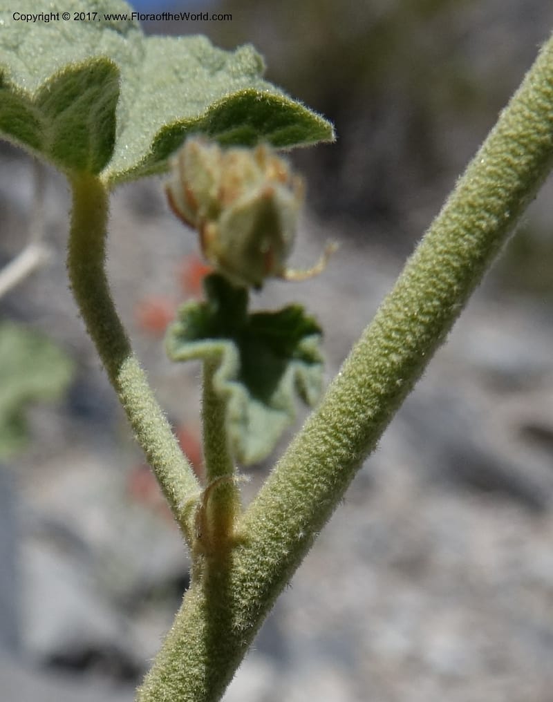 Sphaeralcea ambigua var. rugosa, Davidson, C 13113--California. Inyo Co. N. Death Valley Rd. Stop 1. 18 Apr 2016.  (26).JPG