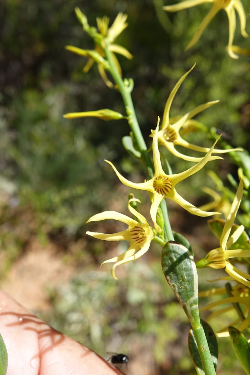 Anthocercis littorea, Davidson, C 13435--Australia. W. A. Green Head-Coorow Rd. Stop 3. 24 Oct 2016. DSC05134 (40).JPG
