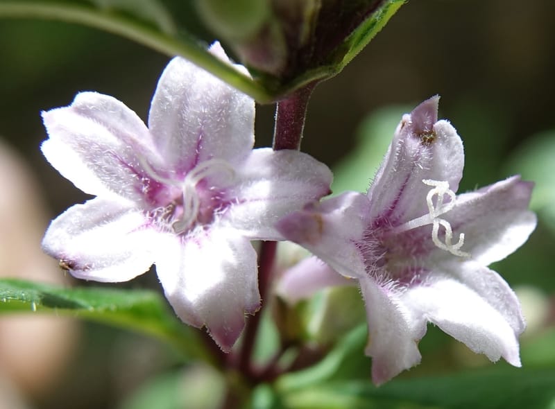 Leptodermis pilosa var. pilosa, C. Davidson 13764--China. Sichuan. Yibailingba-gou. 12 Aug 2017. DSC04660 (272).JPG