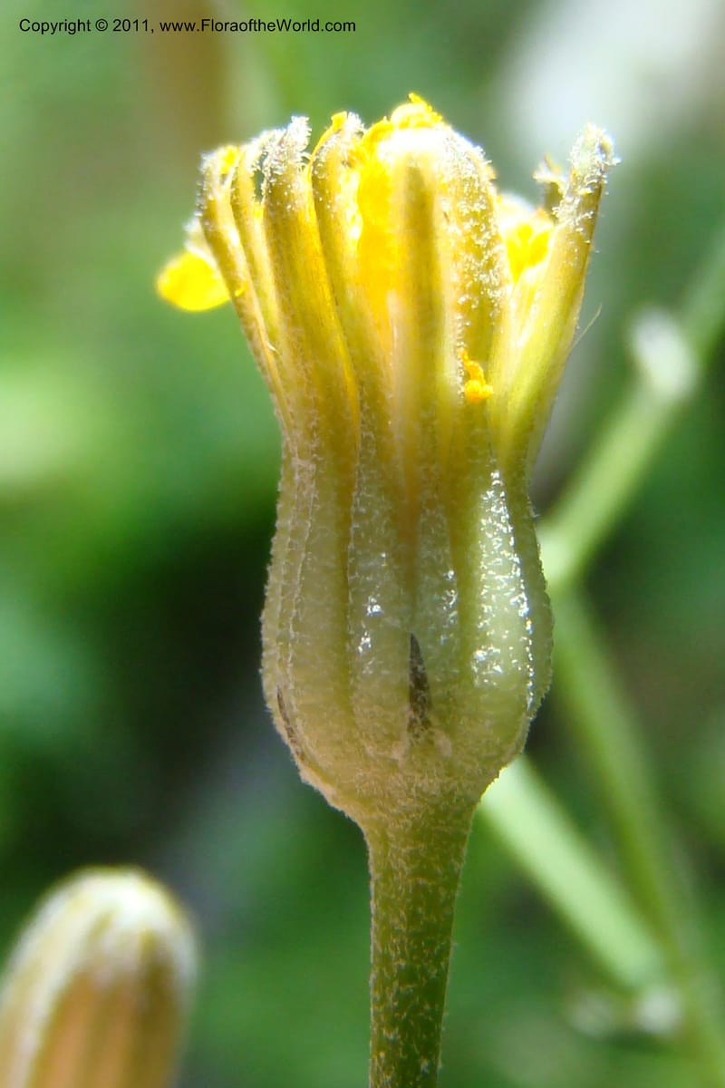 Crepis atrabarbata, C. Davidson 11389--IIdaho. Idaho Co. Salmon River. Shepp Ranch. 28 May 2009. 186.jpg