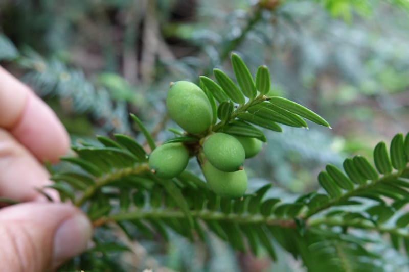 Torreya nucifera--Japan. Niigata. Trail along Sekikawa River. 29 May 2016. DSC05504 (115).JPG