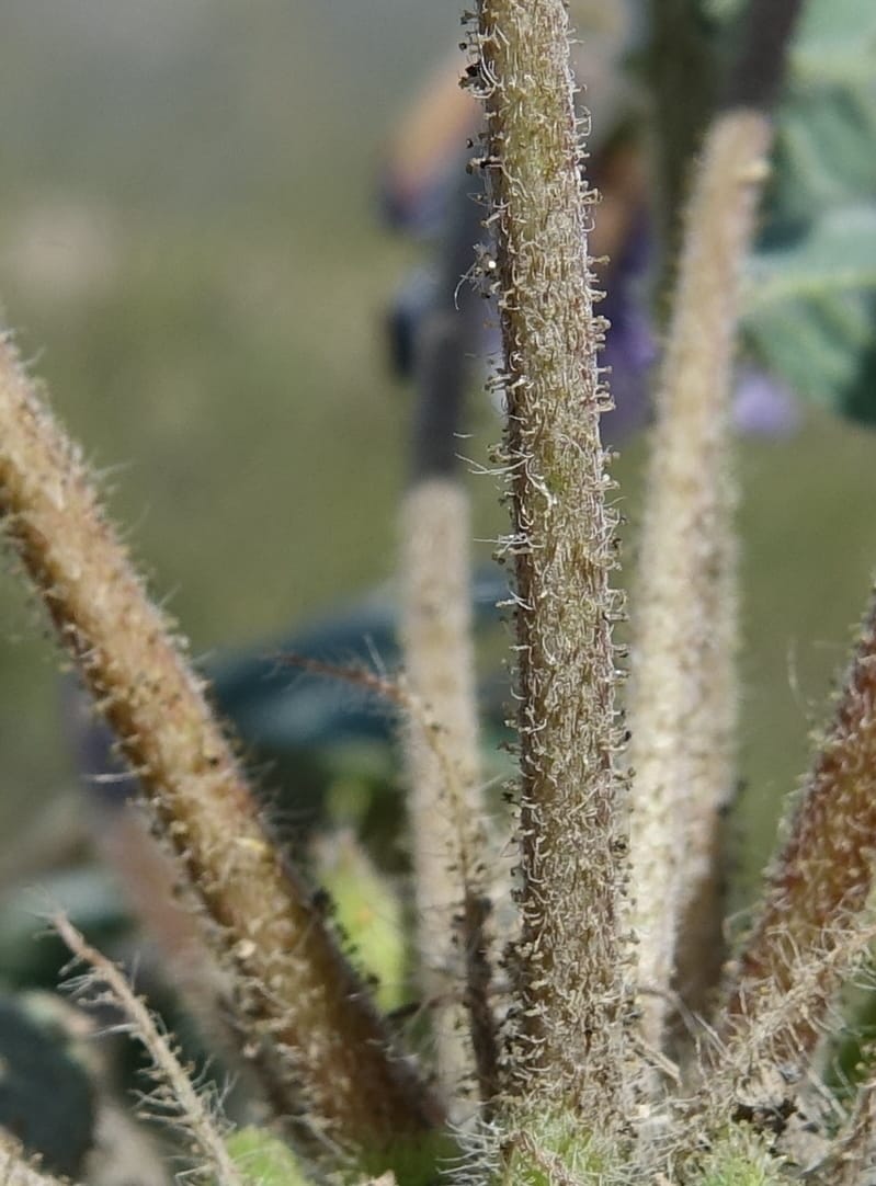 Poissonia heterantha, Fortunato 13088--Argentina. Hwy 150 W of Jachal. 5 Feb 2018. DSC08346 (59).JPG