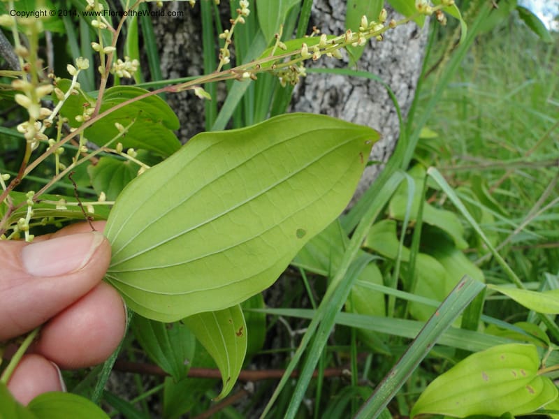 Dioscorea, Stevens,  W. D 31168, Garay Cue, 19 Mar 2011 2366 (5).JPG