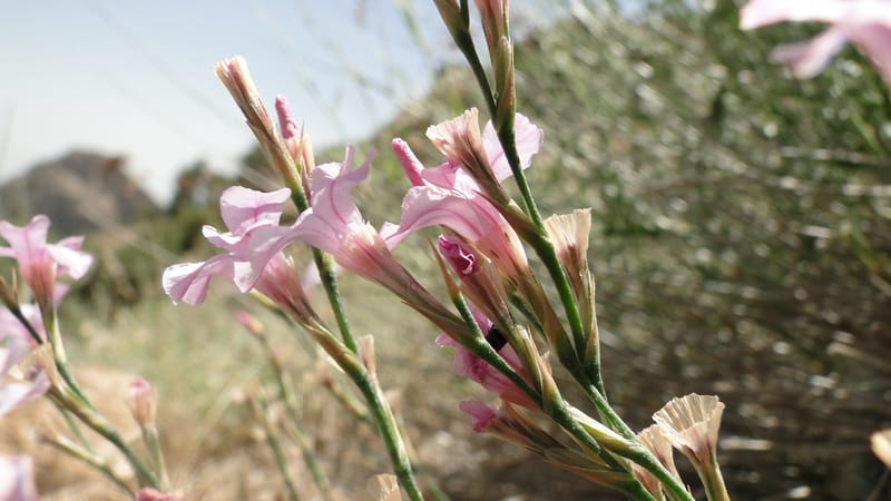 Acantholimon blakelockii, EC.3--Iraq. Kurdistan. Shakh-i Pira Magrun. Zewiya. 12 June 2010. 151 (12).jpg