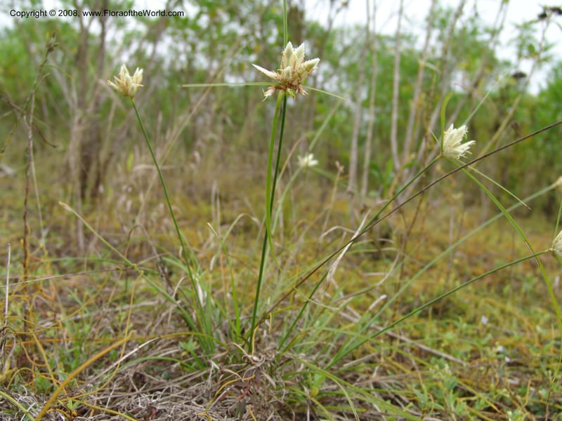 Cyperus--Tanzania. Zanzibar. Jozani Forest to Paje Rd. 17 Jul 04. 032.jpg