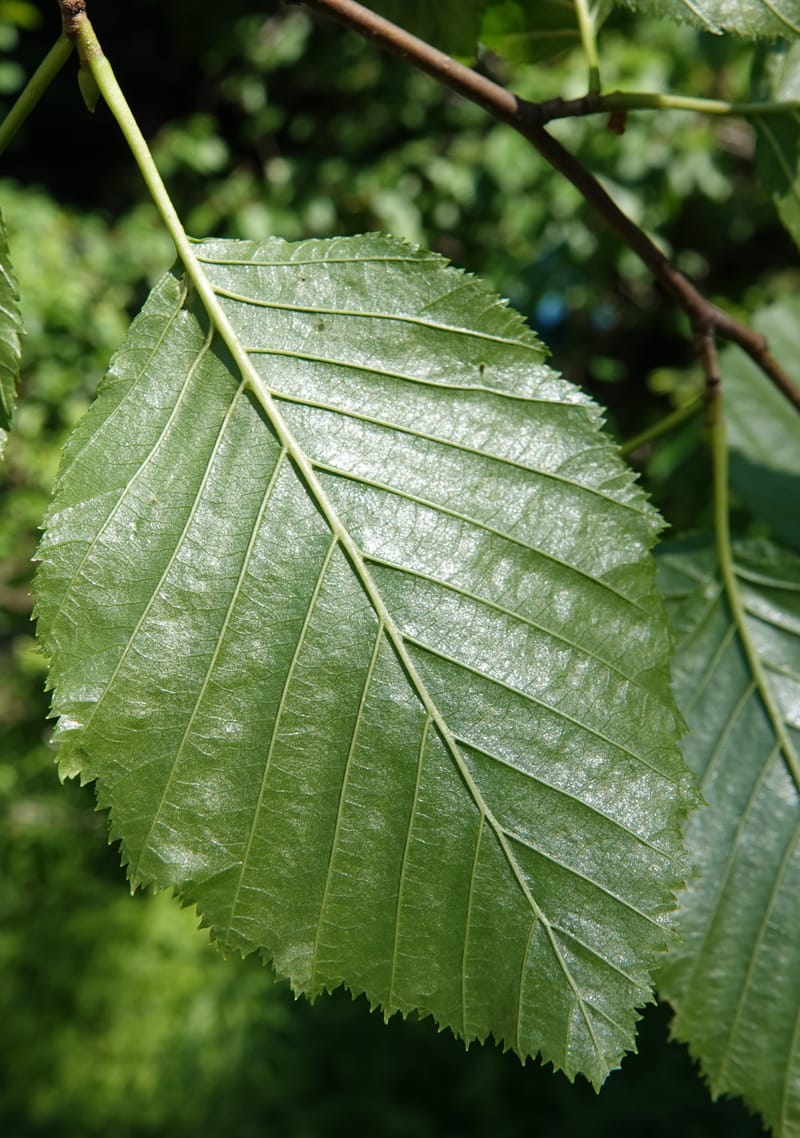 Alnus viridis subsp. fruticosa, C. Davidson 13827--ID. Shoshone Co. Hobo Cedar Grove. 9 Jul 2018. DSC06256 (199).JPG