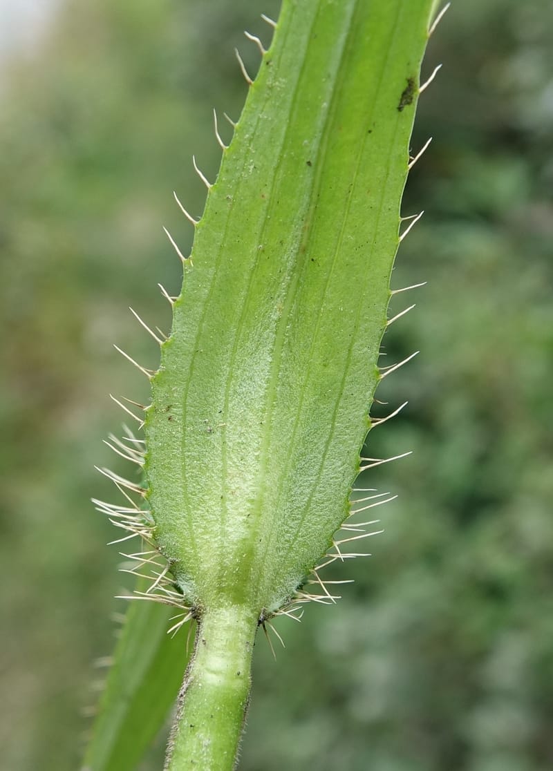 Acanthocalyx delavayi, C. Davidson 13737--China. Yunnan. Zhongdian Xian. 9 Aug 2017. DSC03874 (337).JPG