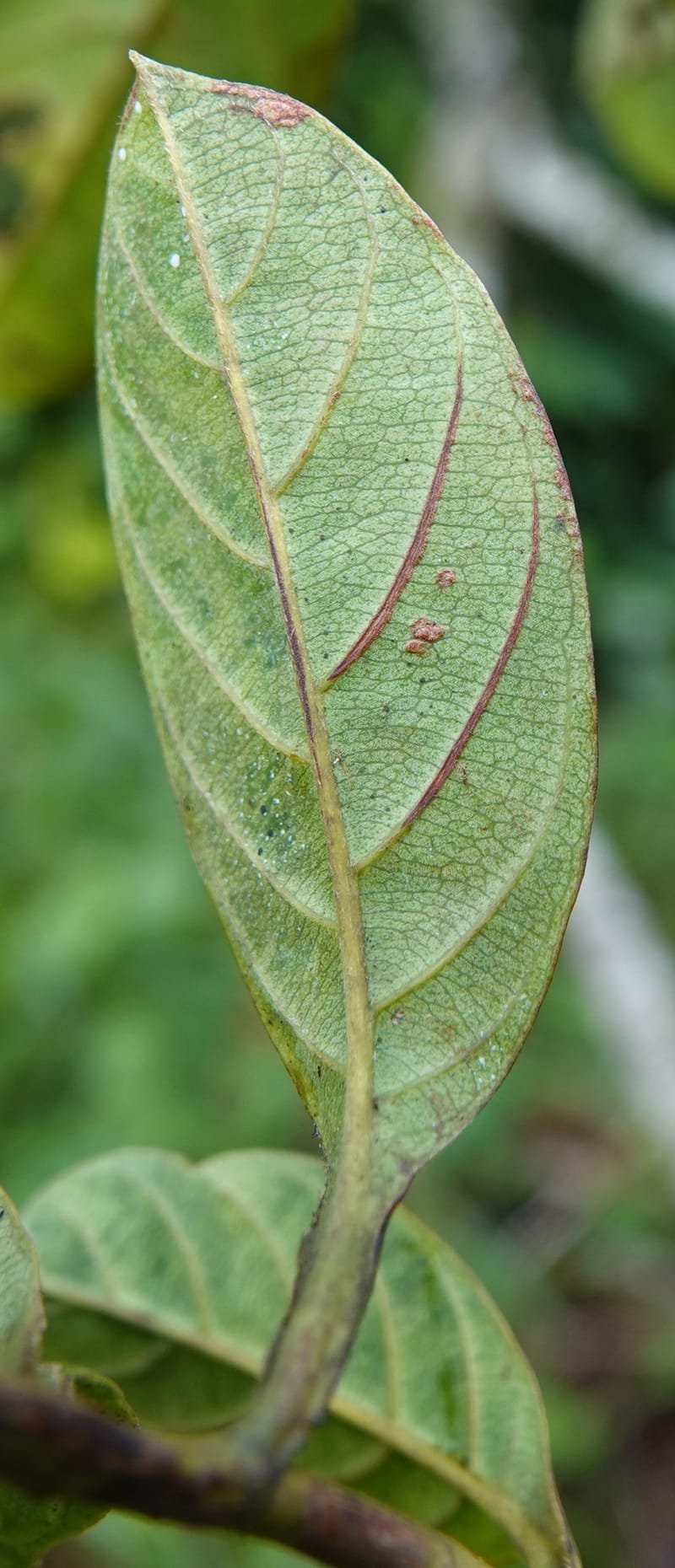 Tetracera, C. Davidson 13910--Gabon. M de C. Road past the cabins. 29 Oct 2018DSC09794 (26).JPG