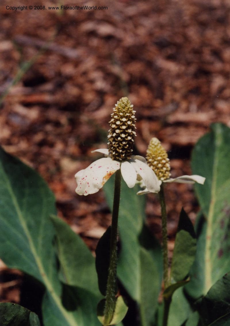 Anemopsis californica--CA. Santa Barbara Bot. Garden. 6 Jun 99. 001.jpg