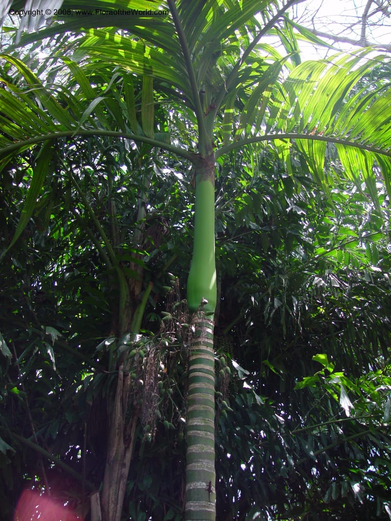 Areca cathechu--FL. Fairchild Tropical Gard. 8 Apr 03. 194.jpg