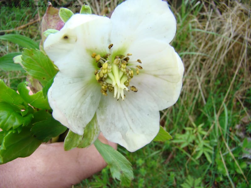 Slovenia. Menina Planina. 19 May 08. 067.jpg