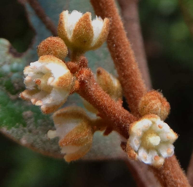Storthocalyx sordidus, Callmander, M 1230--New Caledonia. Haute Robinson. 11 Nov. 2015. DSC00909 (101).JPG