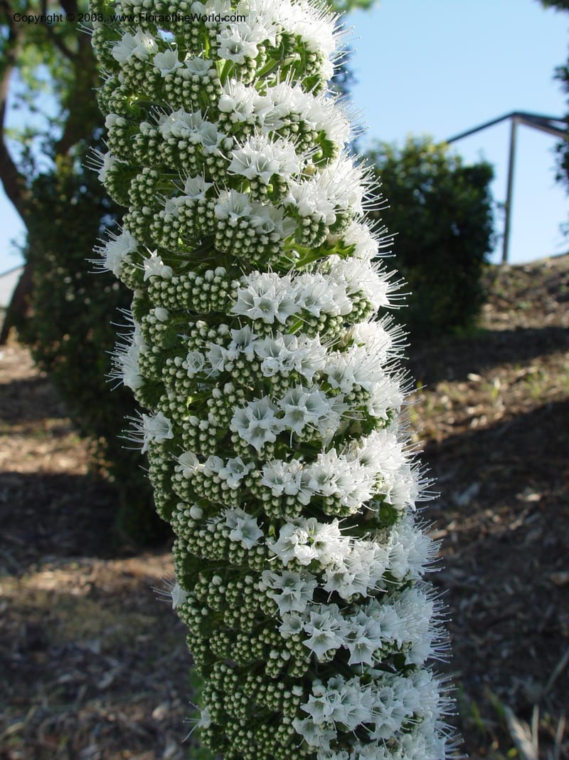 Echium simplex--Spain. Barcelona Botanic Garden. 21 Apr 04. 039.jpg