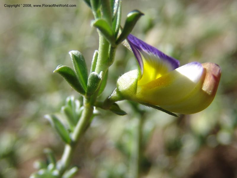 Lotononis sericophylla--So.Africa. E. Cape. Joubert's Pass, SE of Lady Gray. 9 Mch 05. 096.jpg