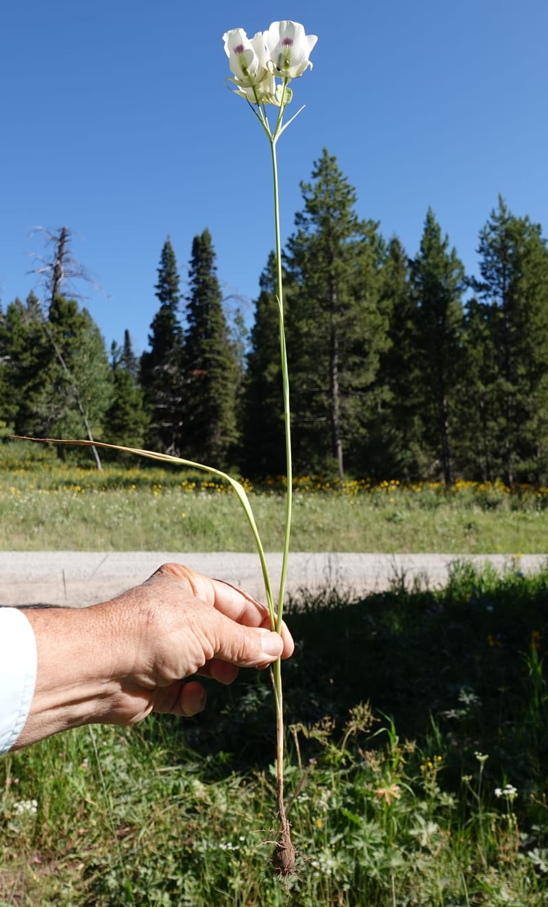 Calochortus eurycarpus, C. Davidson 13846--ID. Fremont Co. Sawtelle Pk. Stop 1. 30 Jul 2018. DSC07452 (61).JPG