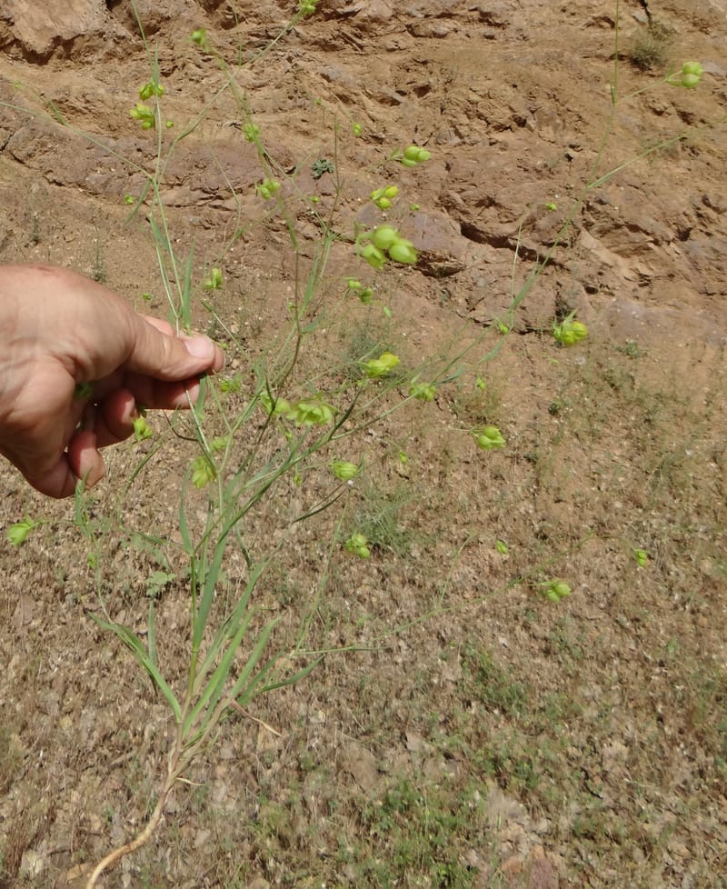 Bupleurum--Kurdistan. Tawailla. Stop 3. 22 May 2013. DSC04827 (20a).JPG