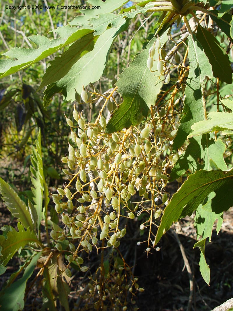 Bocconia frutescens, 73.0296--CA. UC Berkeley Bot. Gard. 10 Feb 04. 131.jpg