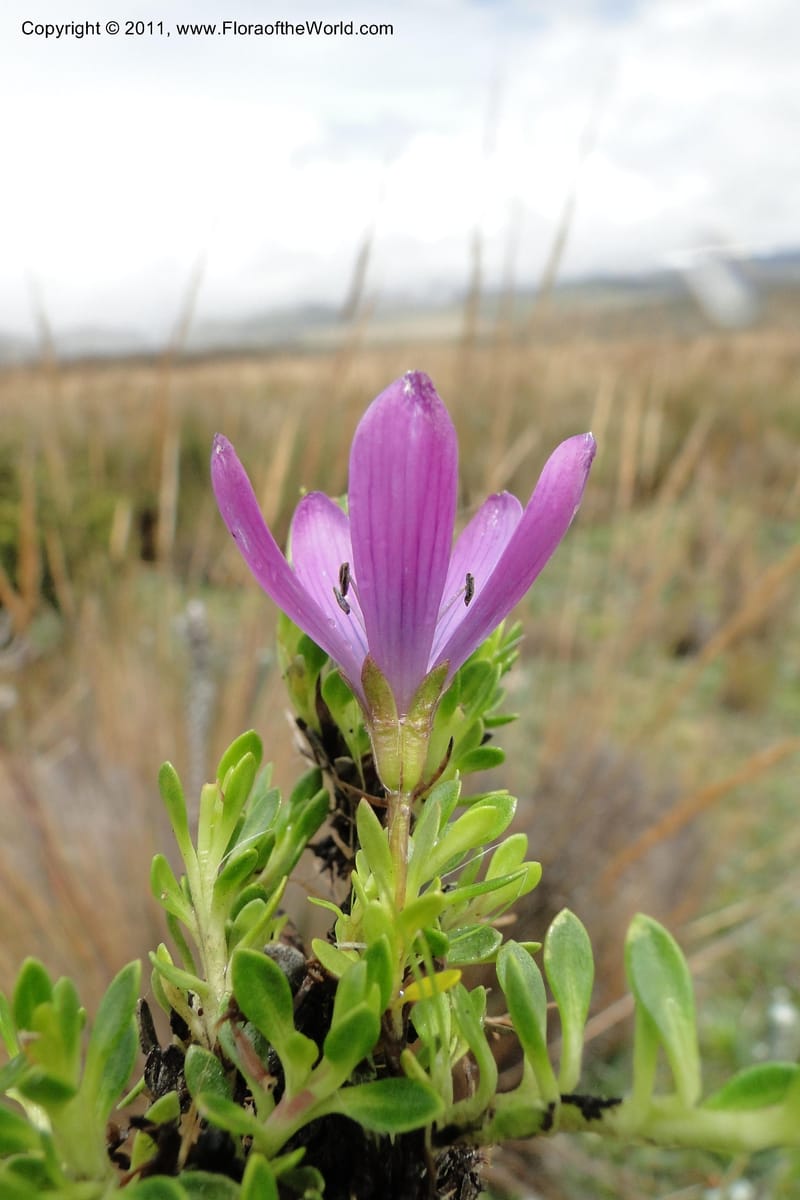 Gentianella, Ulloa 2012--Ecuador. Napo. Volcan Antesana. 2 Jun 2011. 129 (7).jpg